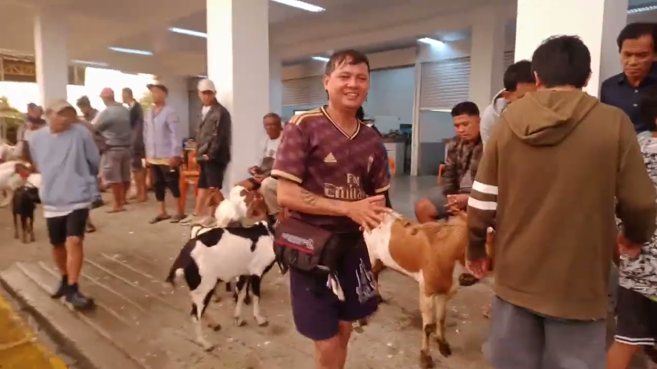 Mahal ang kambing. (Dec.19, 2025) #viralvideo #livestock #goat #animals #animals #animalfarming 