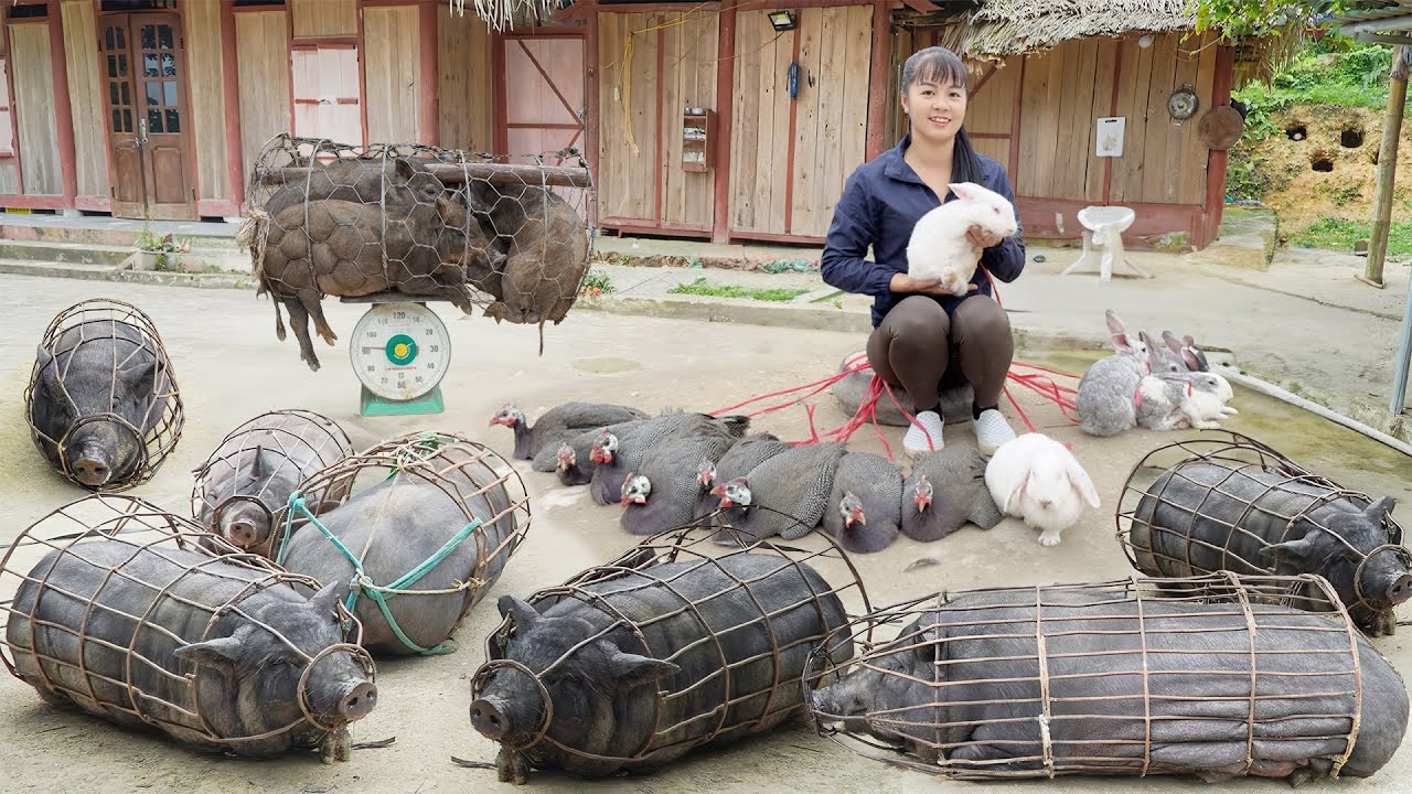 Selling 1000KG Pigs And Rabbits Turkey After 1 Year Of Raising - Buy New Piglets To Raise