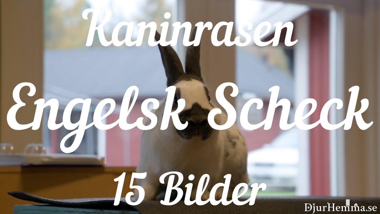 Kaninrasen Engelsk Scheck - 15 Bilder