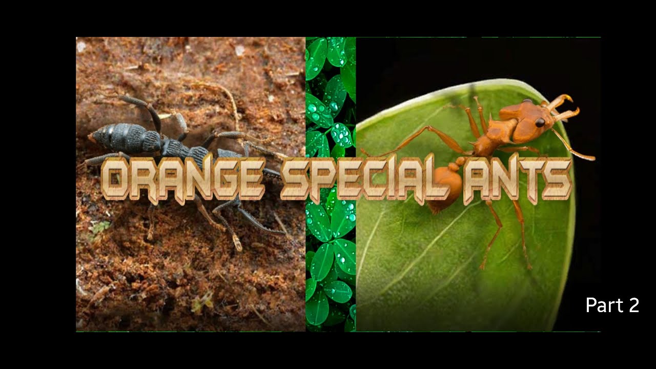 Orange Special Ants (explained the simplest!) [Part 2] #theants #cataleyaisabelle