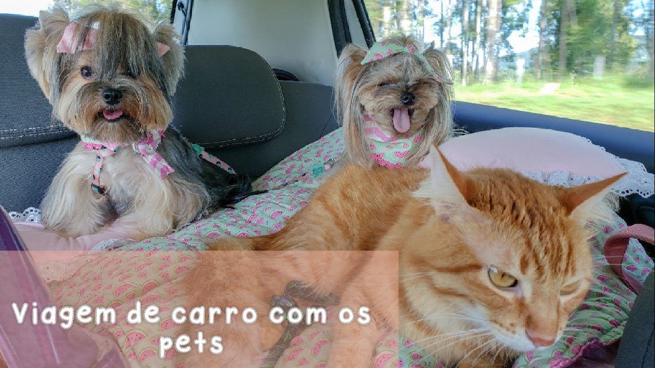 Viajando de carro com 2 cachorrinhas e um gato