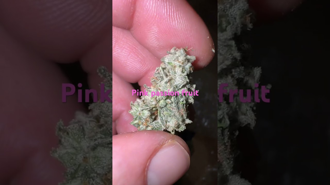 Pink passion fruit from cookie&rsquo;s seed bank