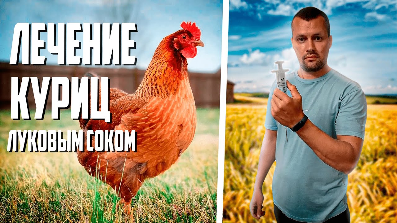 Лечение курей луковым соком и самогоном! Болезни кур!