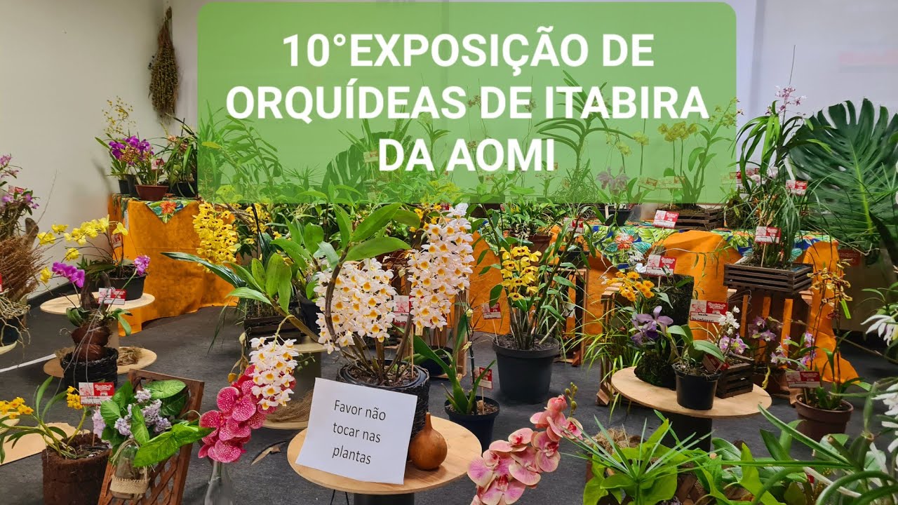 ⚘️10°EXPOSIÇÃO DE ORQUÍDEAS DE ITABIRA DA (AOMI)⚘️