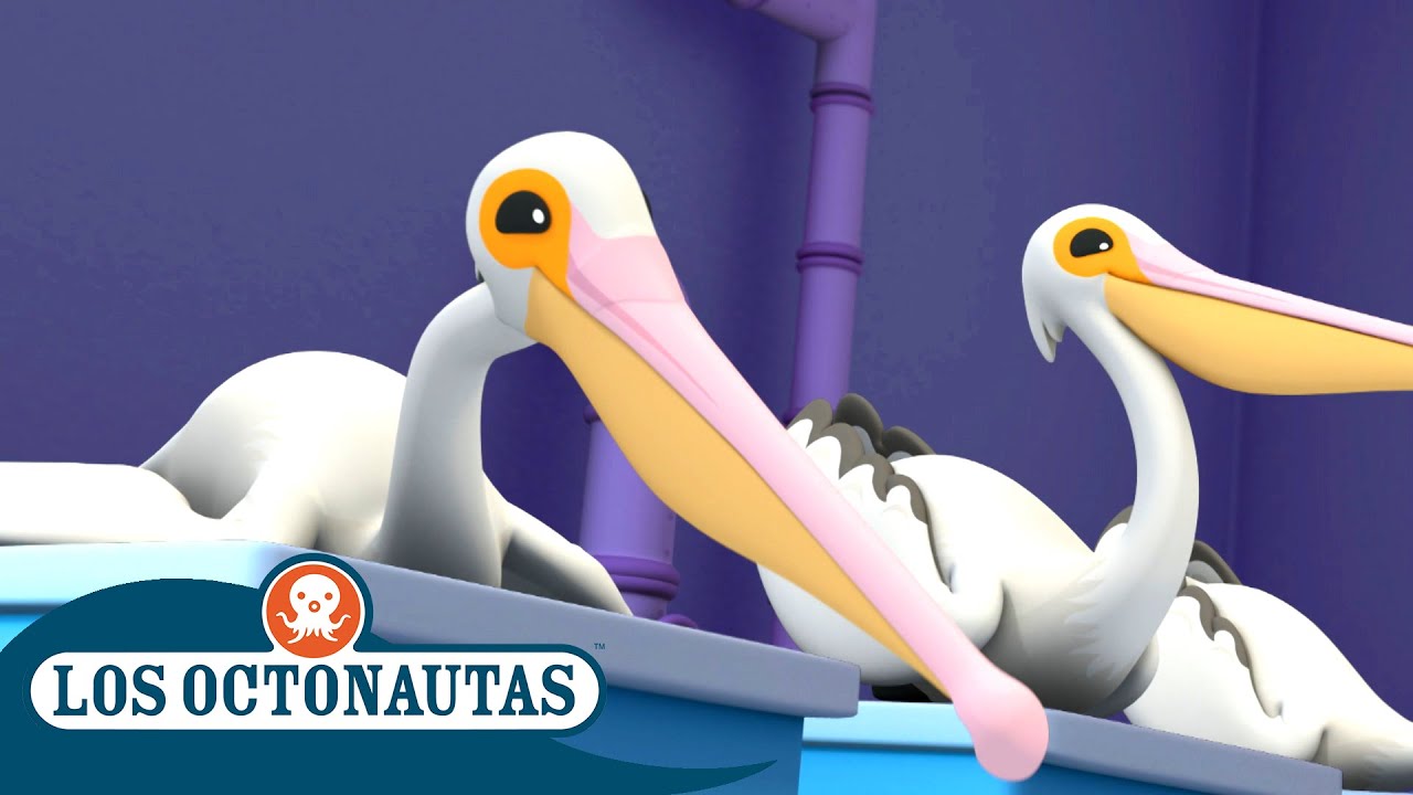 Los Octonautas - Los pelícanos | Episodios Completos