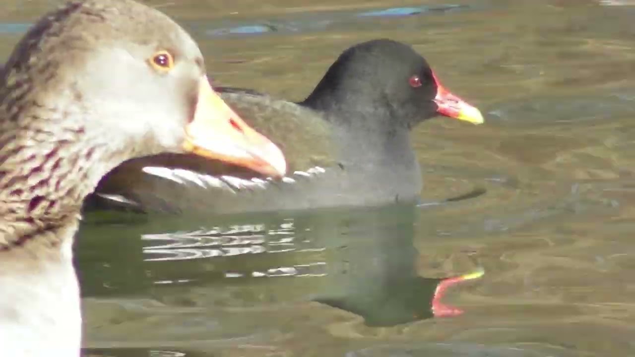 January 2026 with waterfowl ; Januar 2026 mit Wasservögeln ; Ianuarie 2026 cu păsări de apă