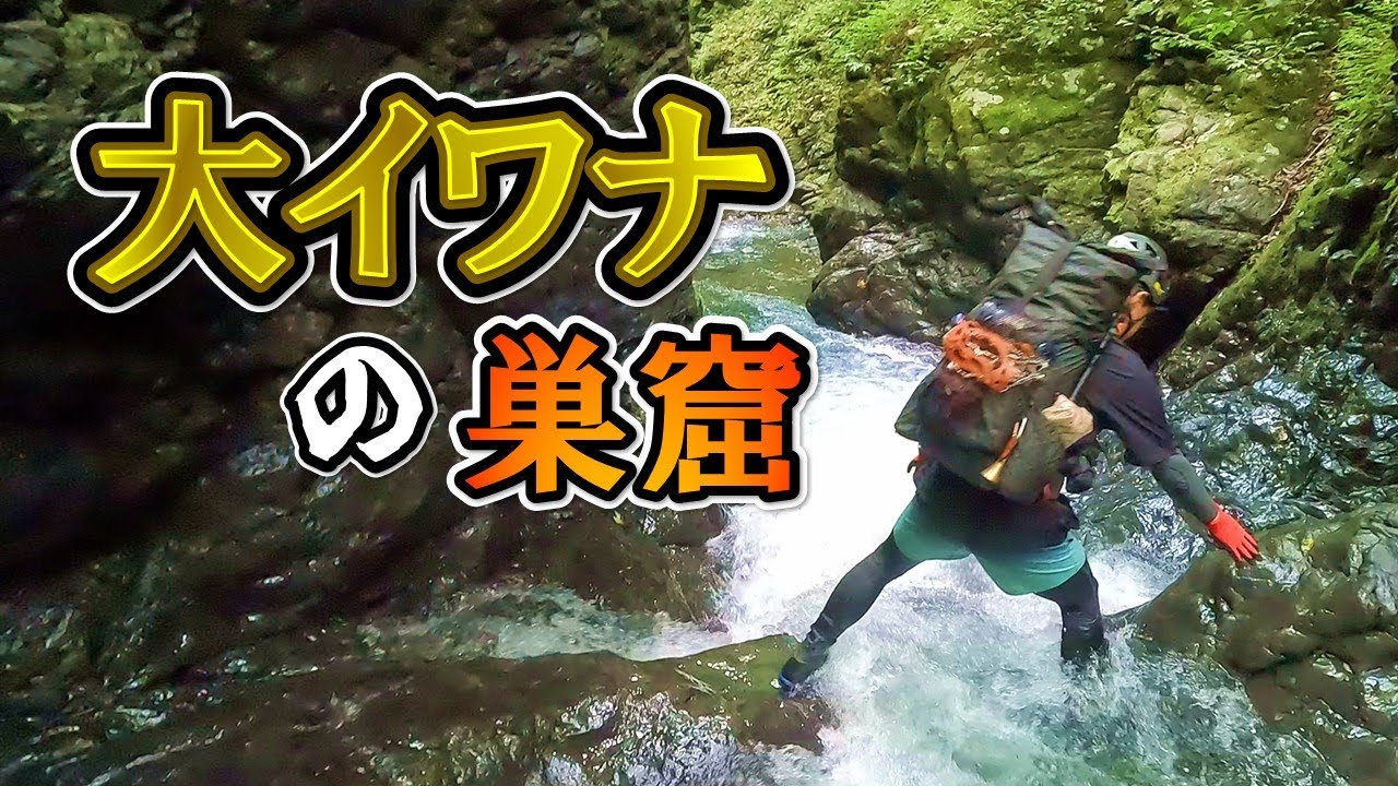 【驚愕】大イワナが入れ喰いで釣れる…こんな源流見たことあるか！？【源流釣り】~Japan Mountain stream Fishing~