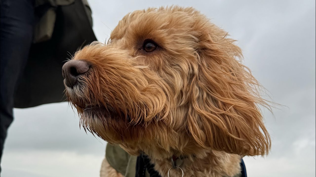 Cyrus’ big day out to Whitby 