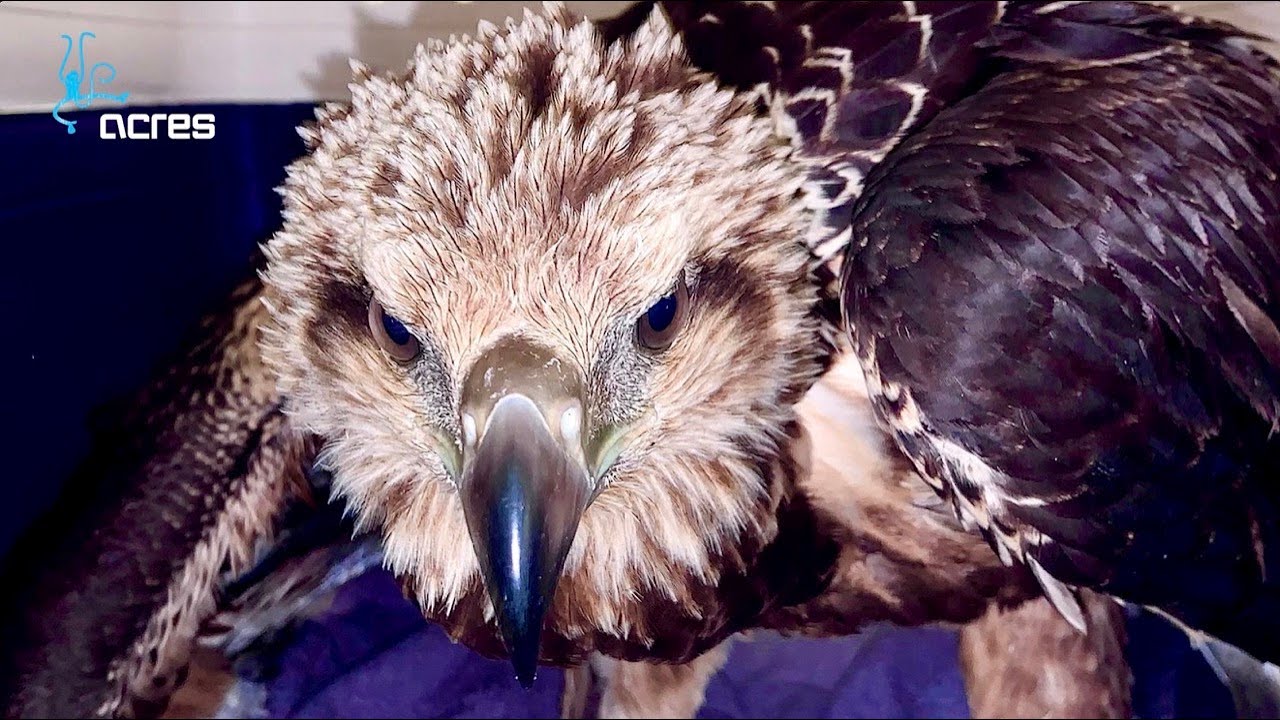 ACRES Rescue: White-bellied sea eagle in Woodlands