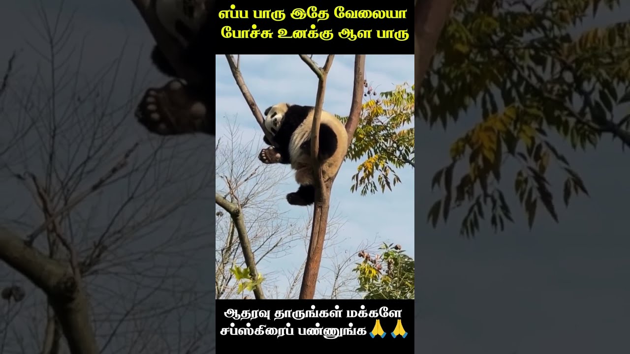 🤣எப்ப பாரு இதே வேலையா போச்சு🤣 animal mindvoice comedy #comedyvideo #trending #funny #viralvideos #ai