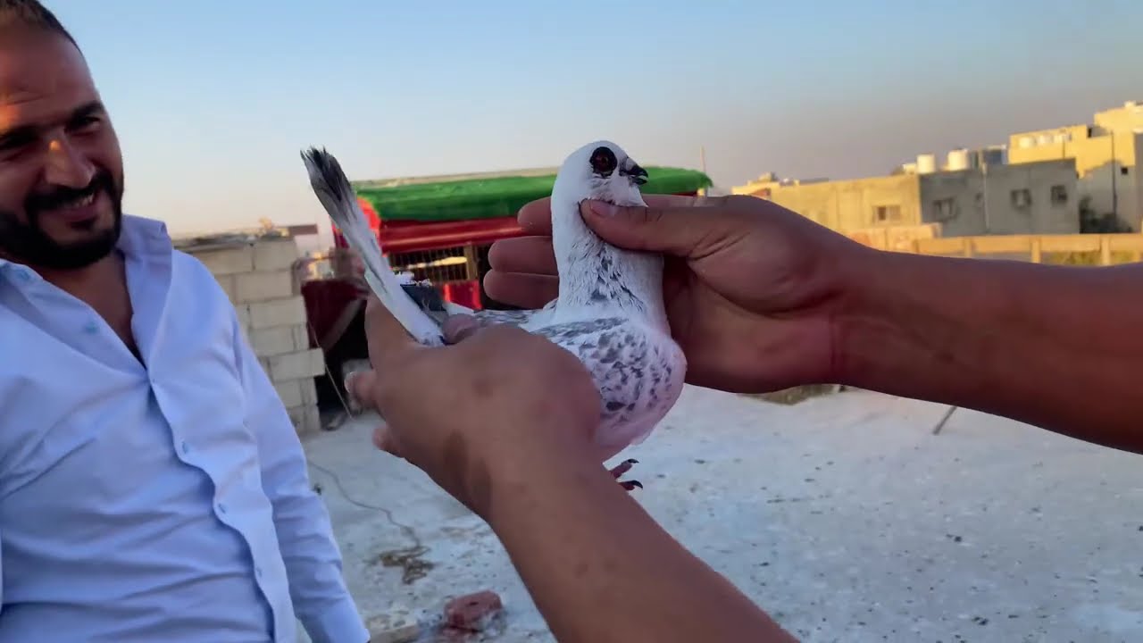 صاد بوز محير طلع منو زريعه فراخ عالاول 🔥 فراخ بتغيب ساعه بترجع معها فرخ 🤔وقت المحط مابين 😱مع ابو جود