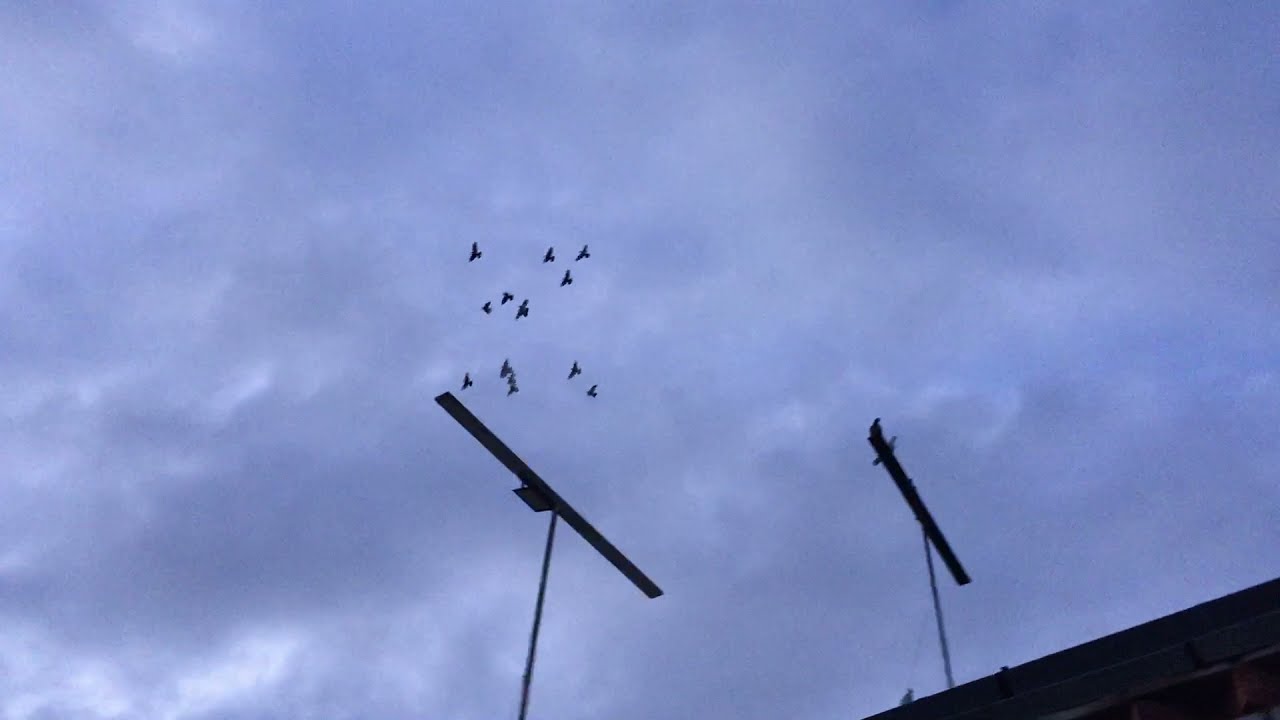 #Pigeons.Сколько корма нужно давать голубям.