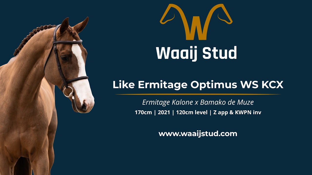 Like Ermitage Optimus WS KCX (Ermitage Kalone x Bamako de Muze) stallion, 2021