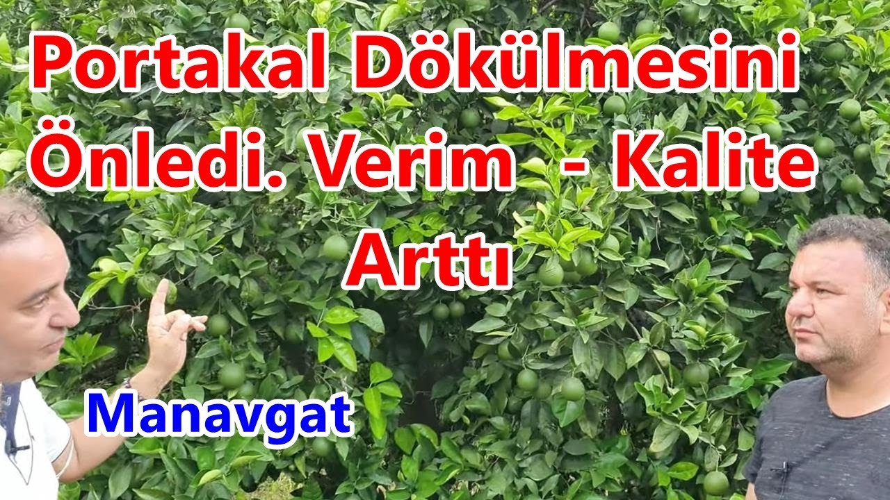 Portakal Ağacında Meyve Dökülmesini Önlemek - Tutumu - Kaliteyi Verimi Artırmak - Portakal Gübreleme