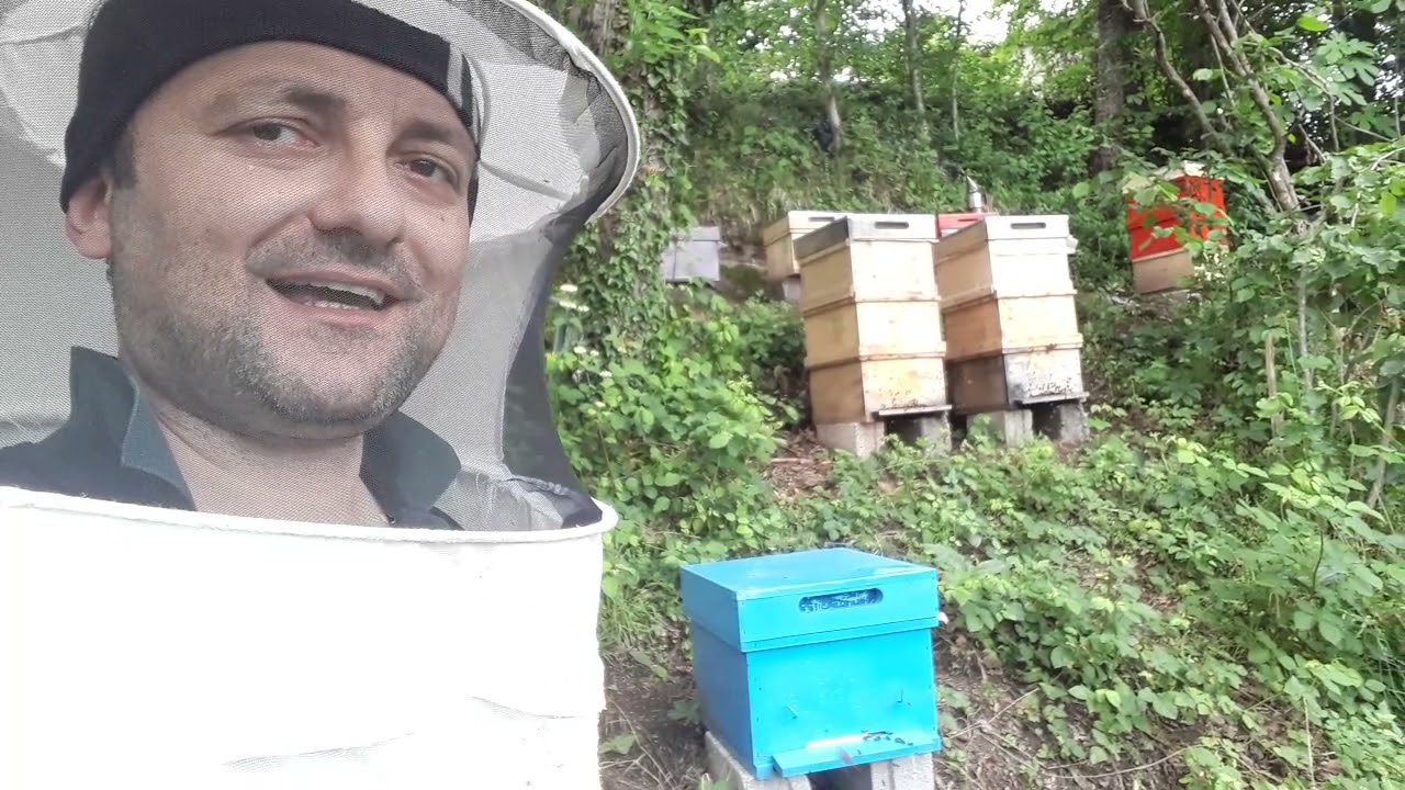 Arıcılığa başlangı&ccedil;, bal akım zamanına hazırlık ve b&ouml;l&uuml;nen arıda ana kontrol&uuml;