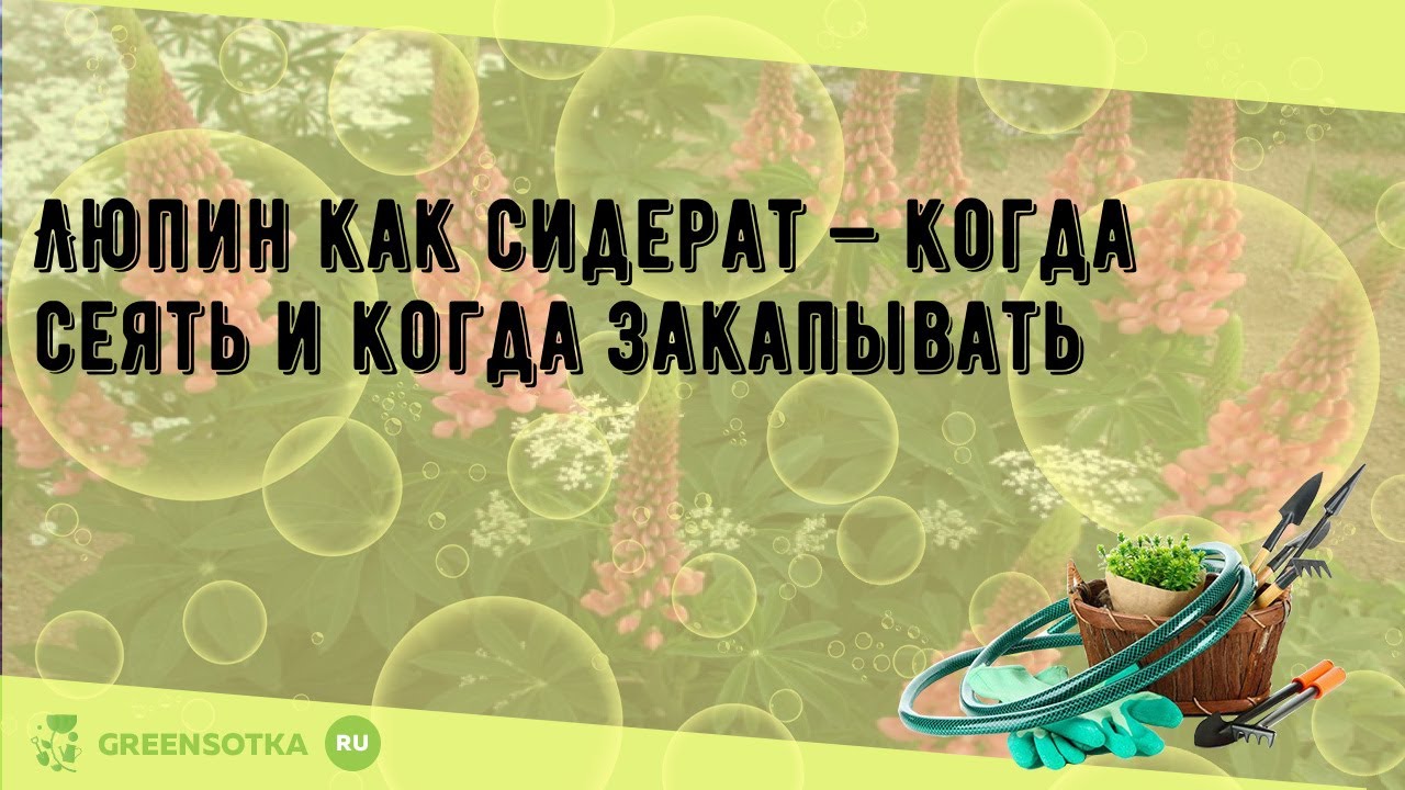 Люпин как сидерат — когда сеять и когда закапывать