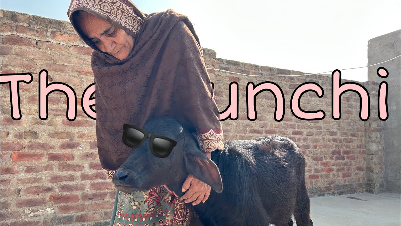 This is how a Sindhi Vet do work 