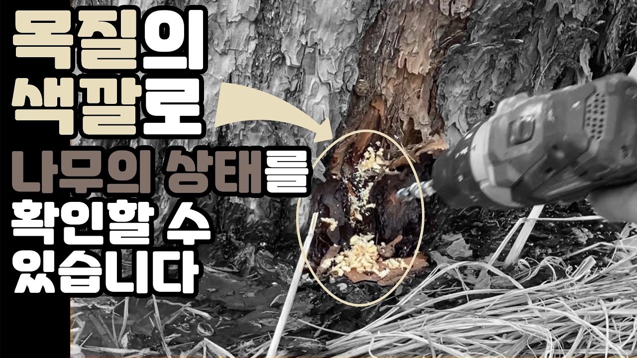 소나무 수간주사. 한번 했다고 방심하면 안됩니다!