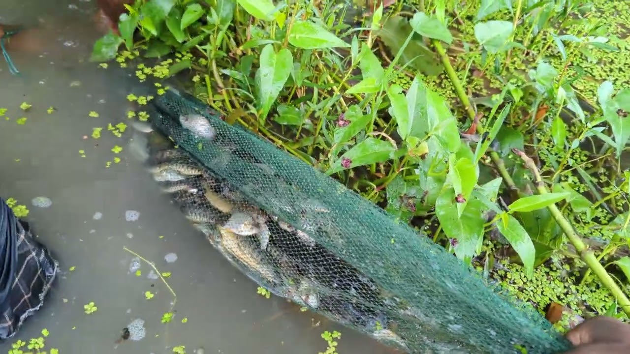 বৃষ্টিতে চায়না দুয়ারি জাল দিয়ে প্রচুর মাছ ধরা খাসপাড়া চুয়াডাঙ্গা part-2