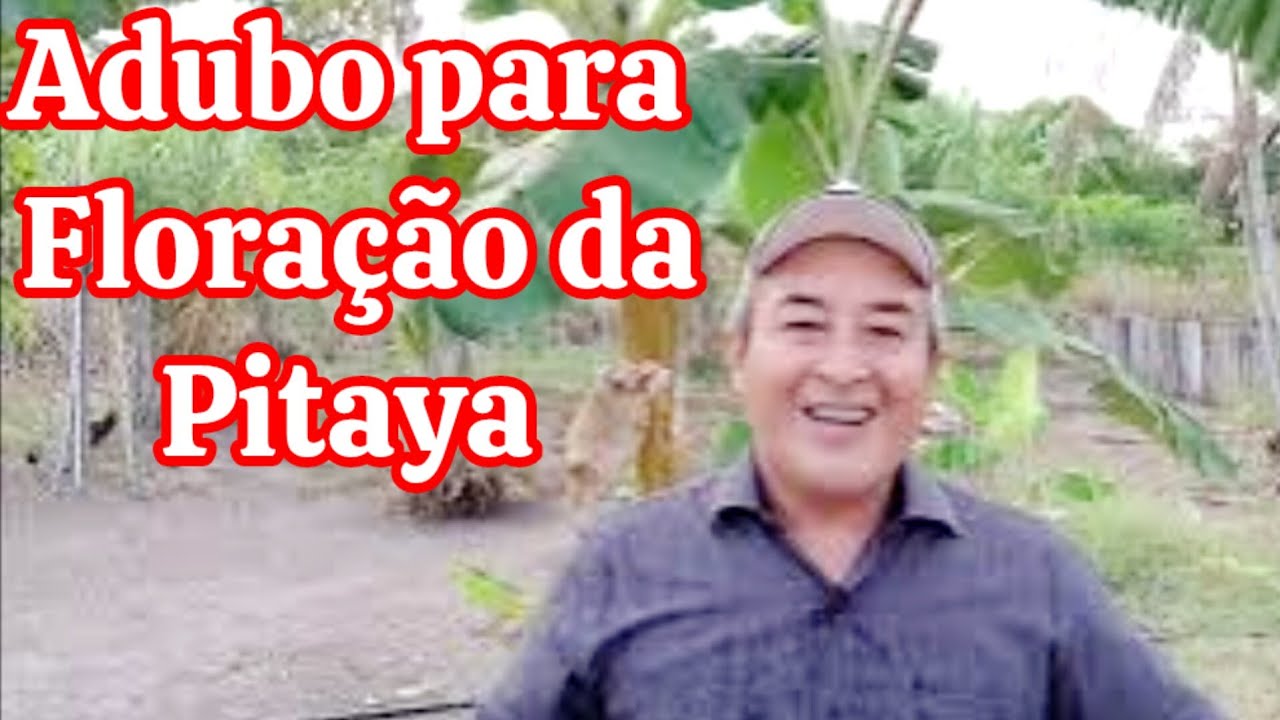 QUAL ADUBO USAR NA FLORADA DA PITAYA