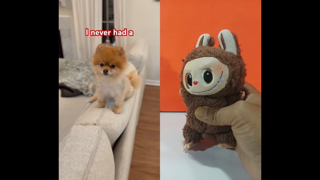labubu meme wanna be my friend 🥰 #cute #pets #meme #queenzahra #shorts