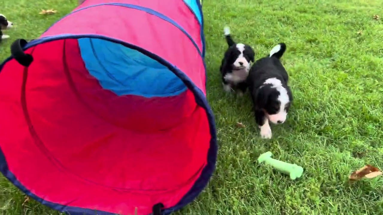 Annie/Jax bernedoodle puppies 5 weeks old!( teal, purple, black, grey collar)