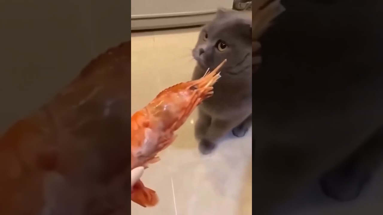 #cat #funny #happycats #catmemes #music #memes #trending #trendingshorts #new #reels