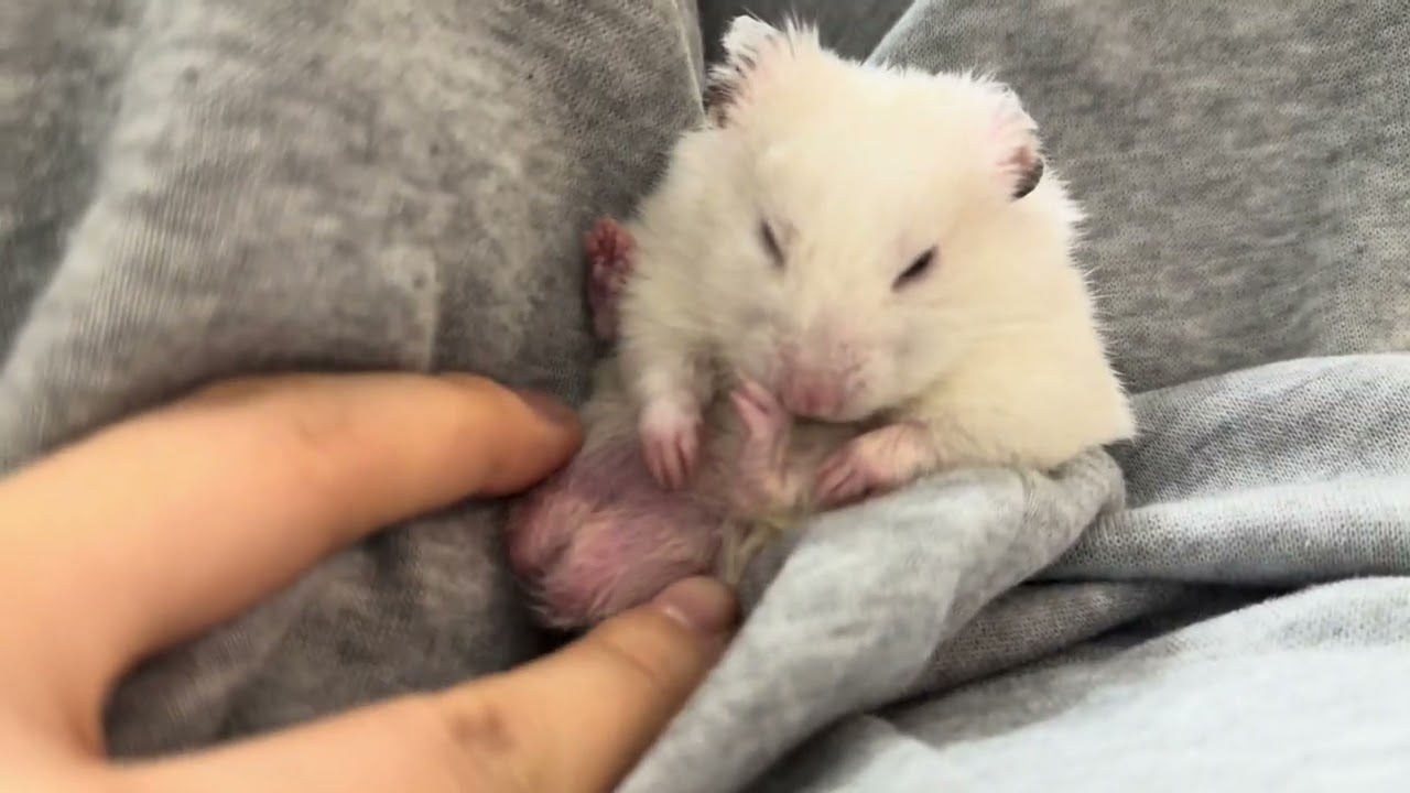 뜨끈한 햄스터 