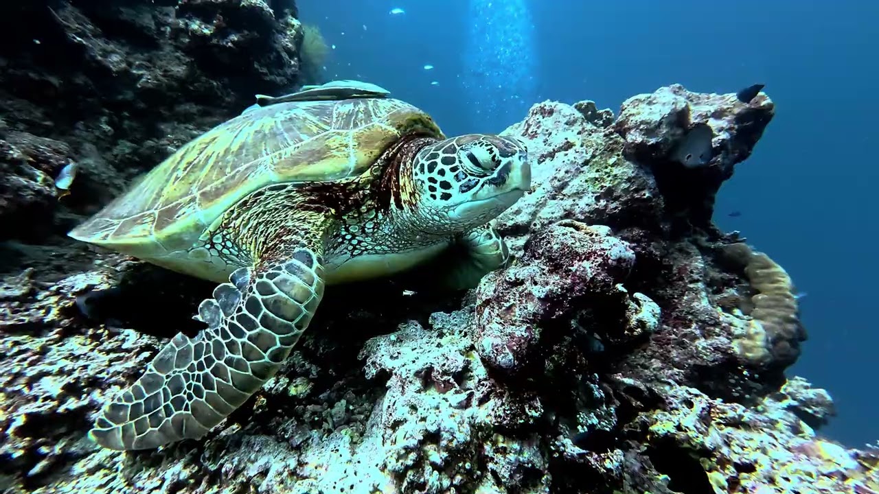 Diving near Pamilacan Island.
