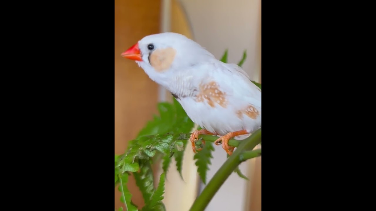 Zebra Finch Singing A Song 🎶 #zebrafinch #finchsounds #zebrafinchsounds #birdsong #finchsong