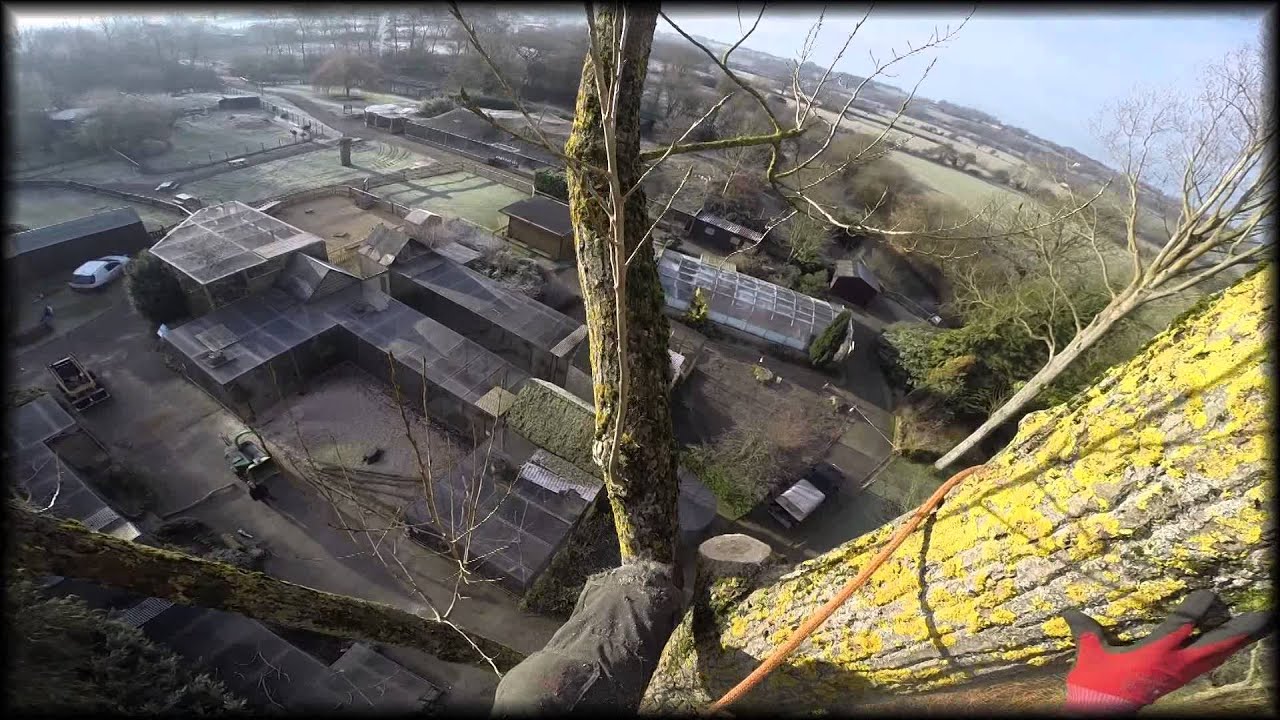 Poplar Dismantling Rigging at Birdland, Bourton-On-The-Water 2015