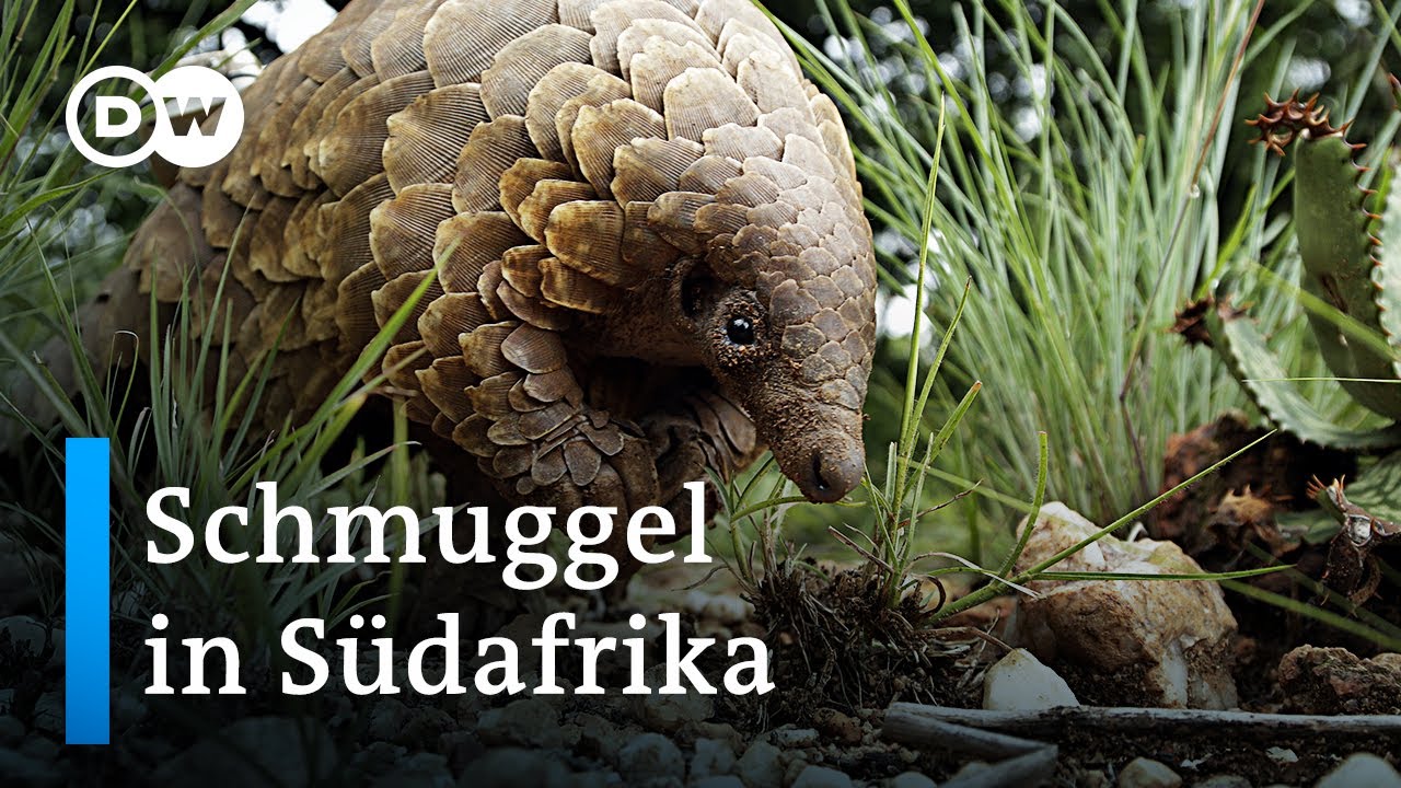Wildtierhandel in Südafrika: Schuppentiere in Not | Global Ideas