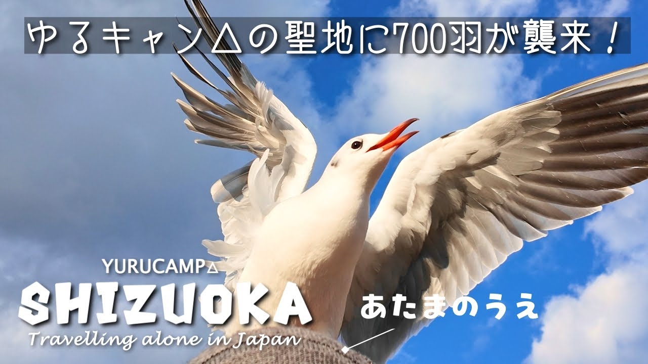 【秋の紅葉以降 超穴場】カモメの大群に襲われる電車 ＆ 静岡浜松 穴場寺院