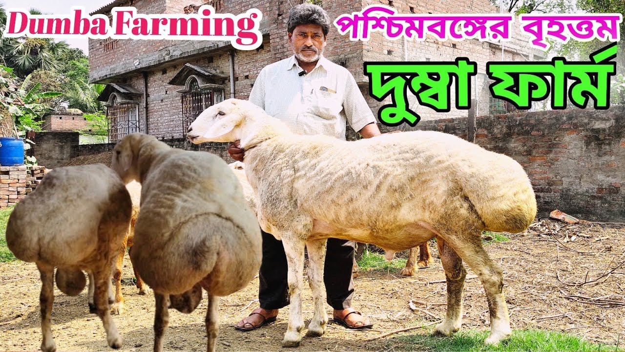 DUMBA | পশ্চিমবঙ্গের বৃহত্তম দুম্বা ফার্ম | Dumba Farming in West Bengal | @agriculturediary