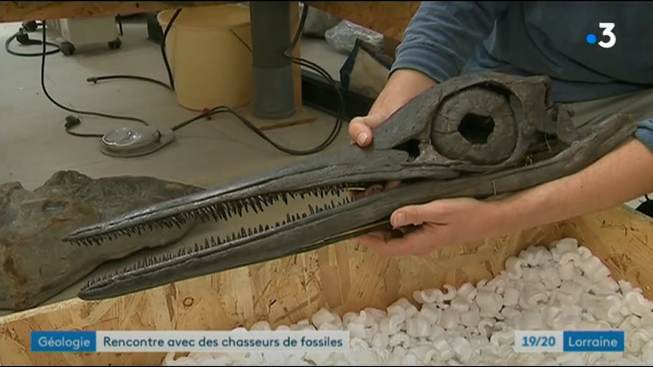 Interview France 3 : Jean-Philippe Blouet - le chasseur de fossiles français