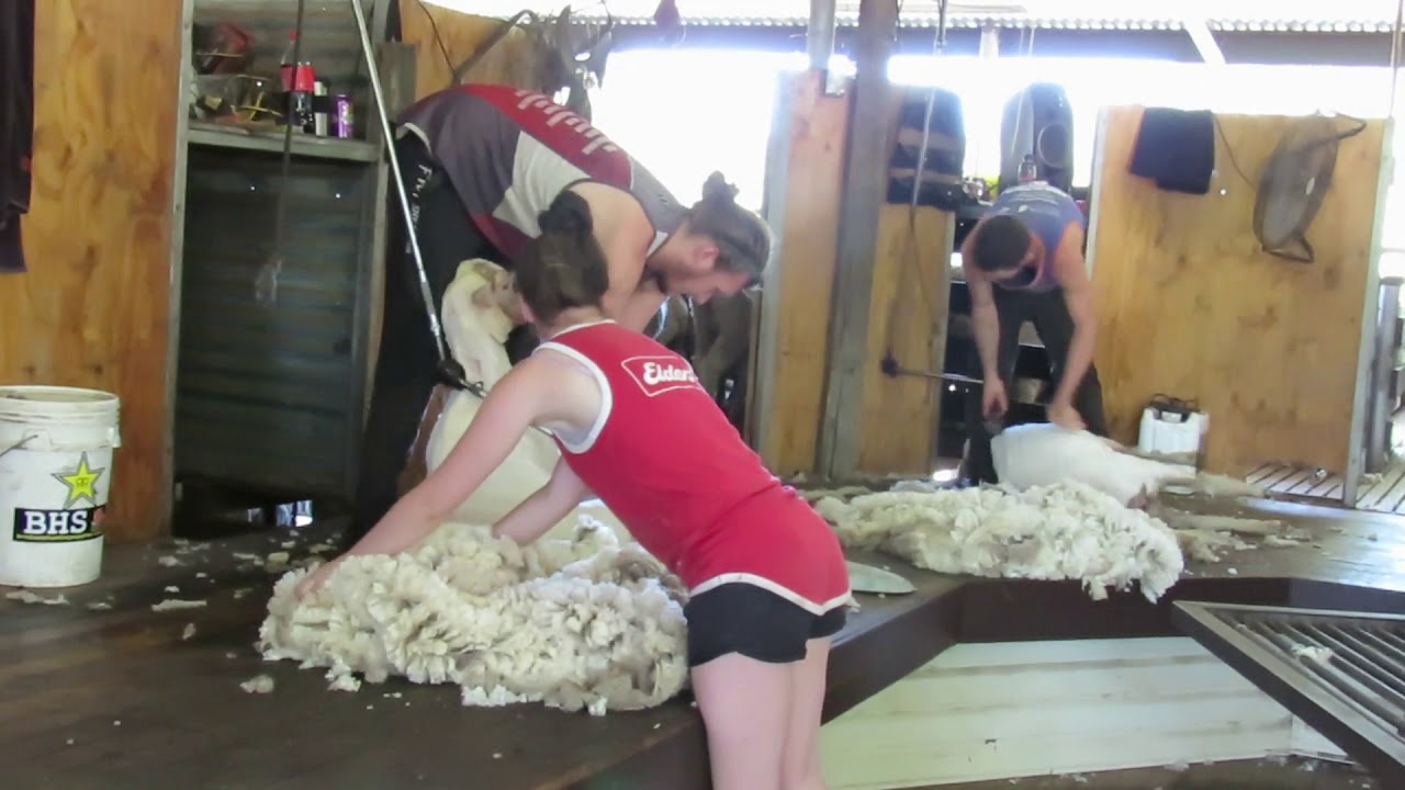 A Day in the Shearing Shed 1