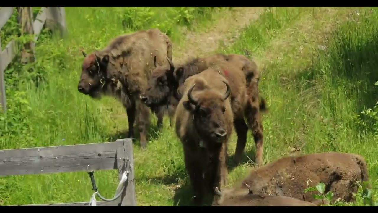 Eliberare zimbrii în Munții Tarcu