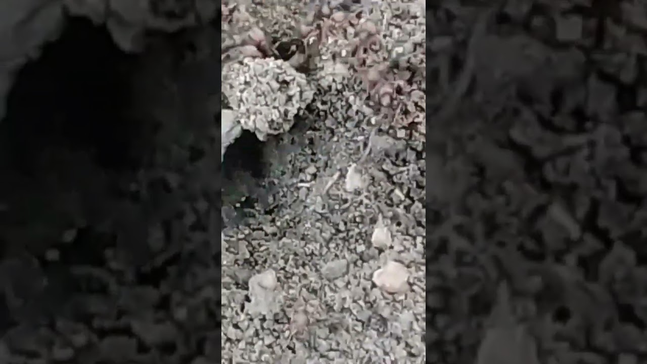 Ants improve soil aeration