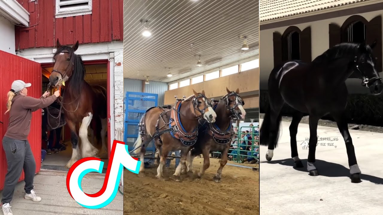 The Best HORSE 🐎 TikTok Compilation #143