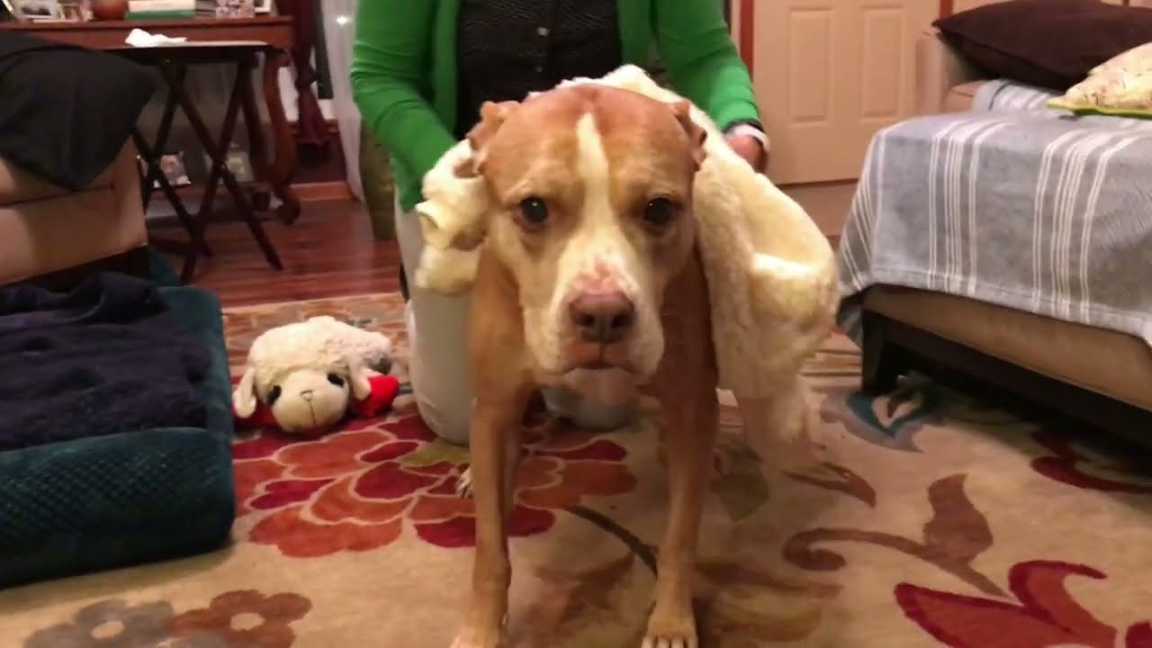 Just a Dog Trying on Lamby Jammies
