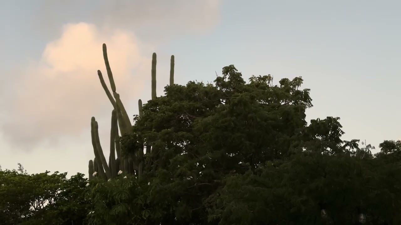 Relaxing Aruba Island Background – Morning clouds | Natural Sound
