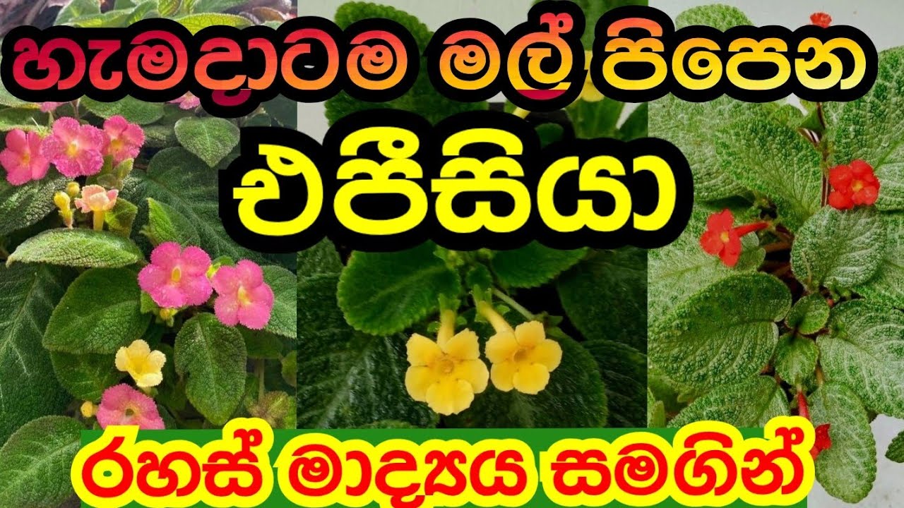 එපීසියා වවන රහස් සියල්ල දැනගන්න How to make episiya #episiya #flameviolet 