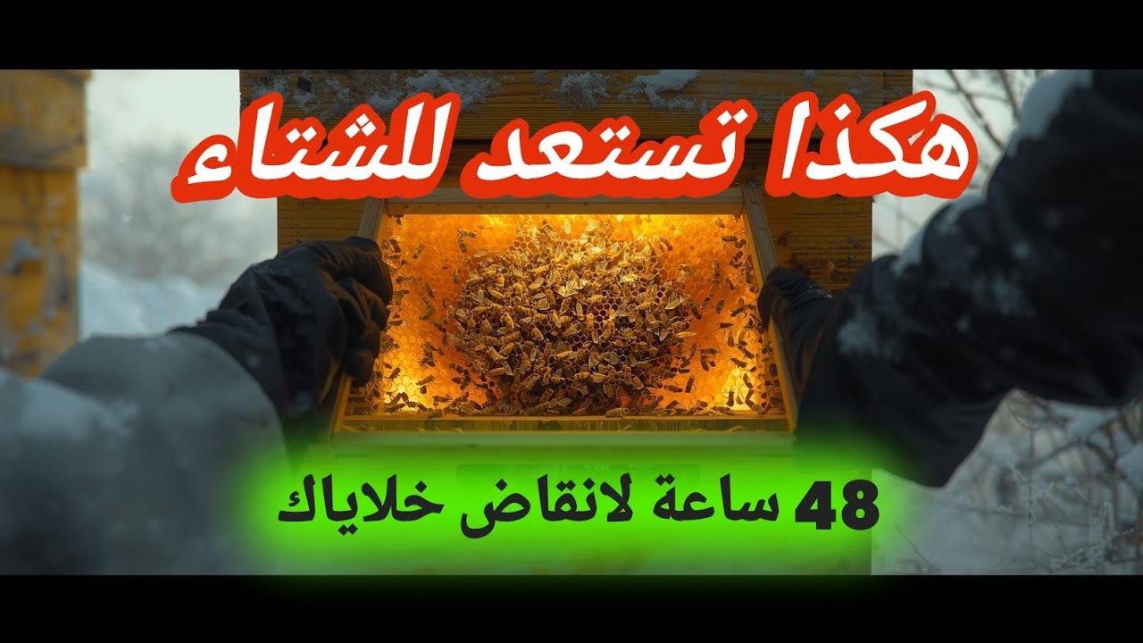 كيف تُحضّر خلاياك للشتاء خلال 48 ساعة ؟ خطة عملية تحمي النحل من البرد والرطوبة