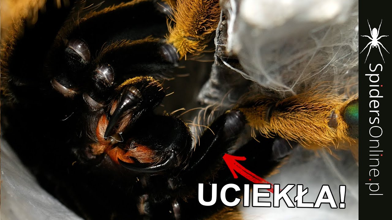 UCIEKŁA MI przy odbieraniu KOKONU! - agresywna Stromatopelma - spidersonline.pl