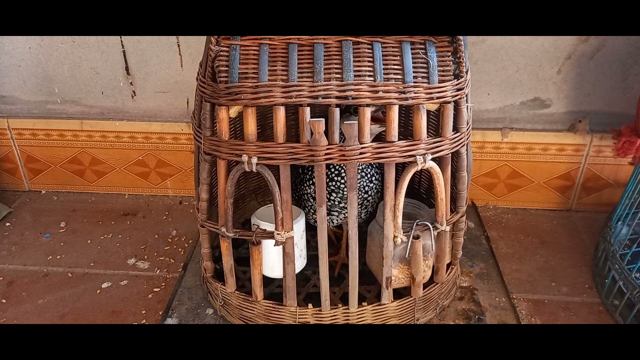 Đa đa thuần gáy đối mùa đông kích bổi nhanh gáy phần 12