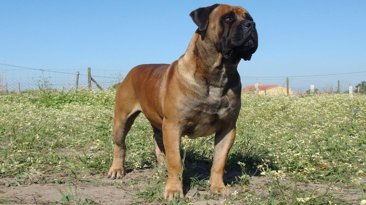 South African Boerboel BLITZKRIEG ZAZU