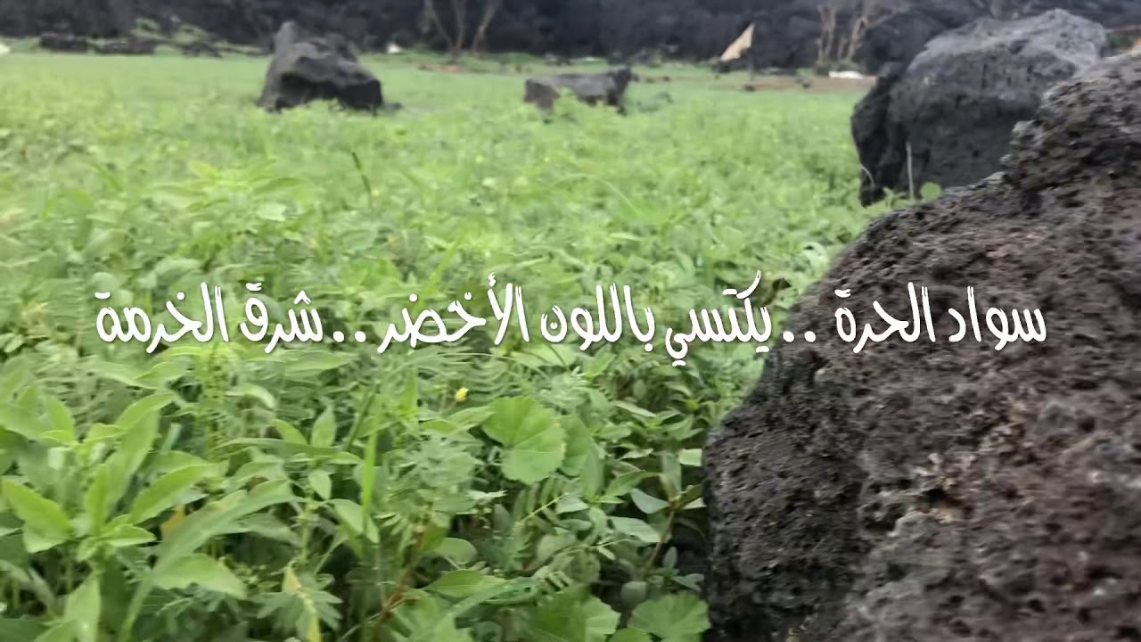 الخرمه - ربيع الحرة شرق الخرمة ١٢-٢٠١٨م