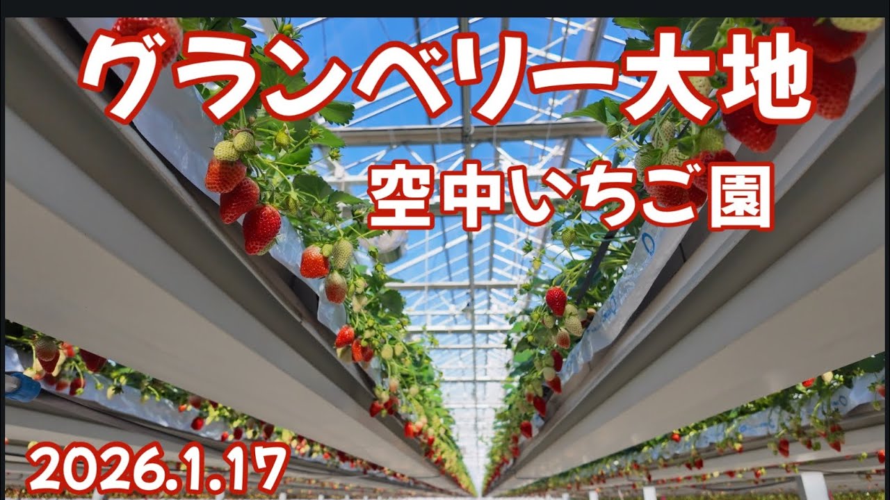 グランベリー大地　空中いちご園　いちご狩り