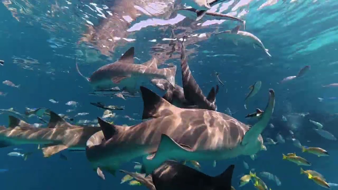 Shark Attack Swimming With Bruc- Maldives Adventures With ChosenLight144  🔥🧬🔥 Whale Shark Medicine 