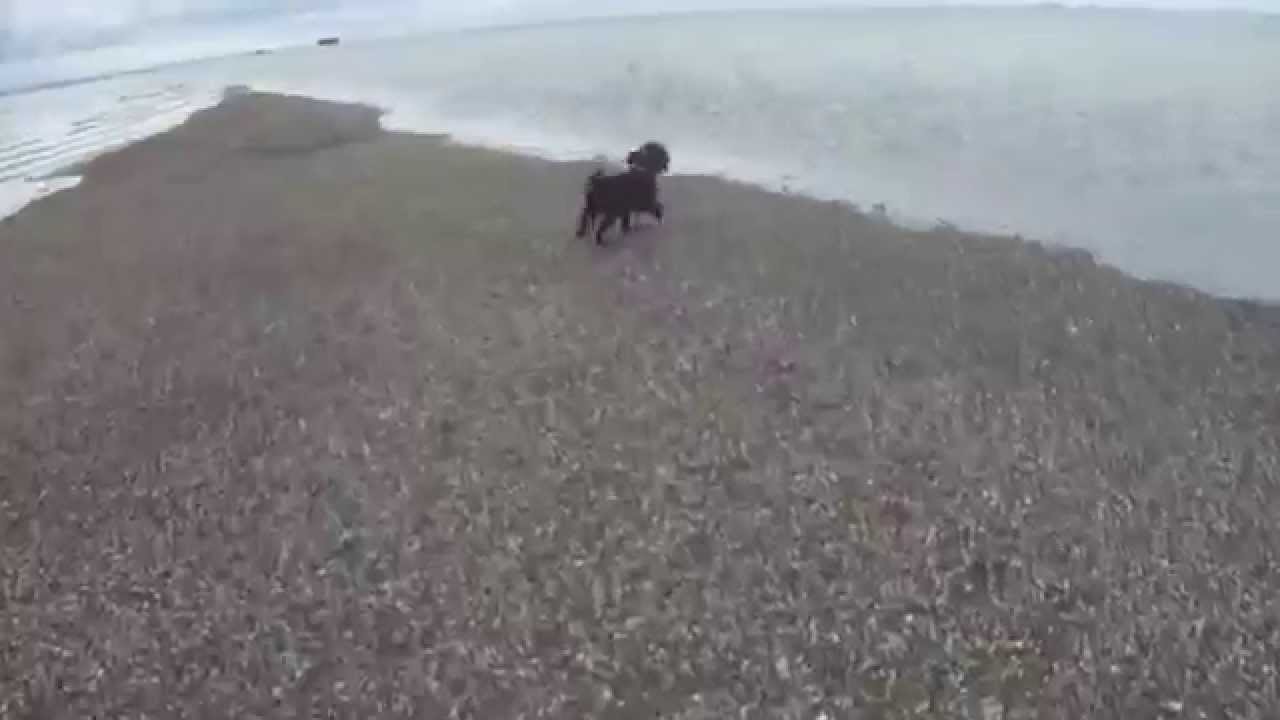 📽 appley beach - ryde - cockapoo dog walk - low tide  - isle of wight